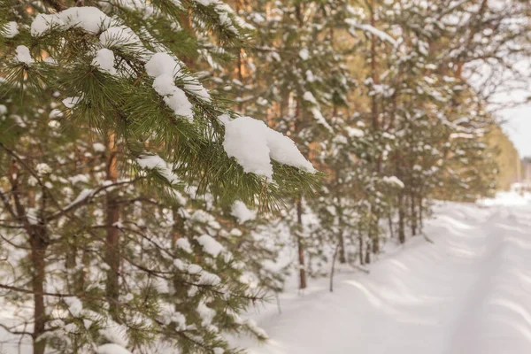 Tallgren Med Kottar Bakgrunden Snötäckt Skog Vintern — Stockfoto