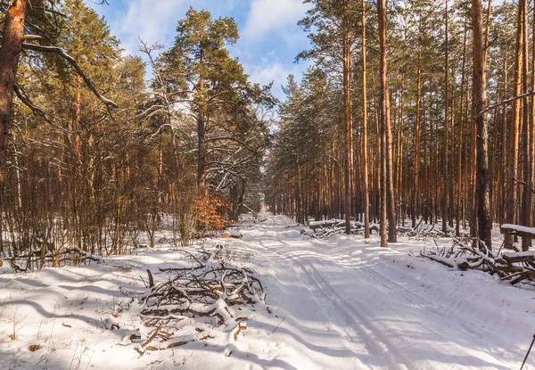 Snöig Väg Genom Tallskog Vintern — Stockfoto