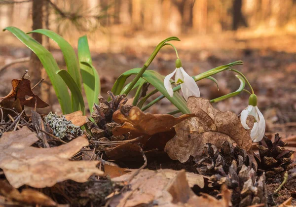 Weiße Galanthus Schneeglöckchen Wald Frühlingstag — Stockfoto