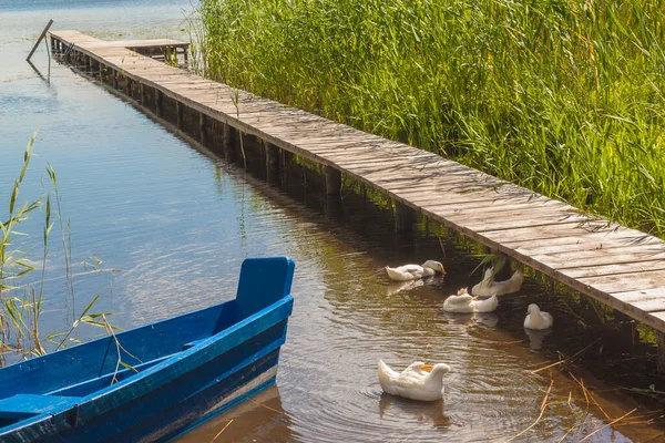 Barco Azul Patos Lago Svitiaz Lagos Shatsky Día Soleado — Foto de Stock