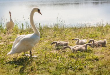 Güneşli bir günde Svitiaz gölünde beyaz dilsiz kuğu ailesi (Shatsky Ulusal Doğal Parkı)