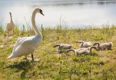Family of white mute swans on a lake Svitiaz on a sunny day (Shatsky National Natural Park) clipart