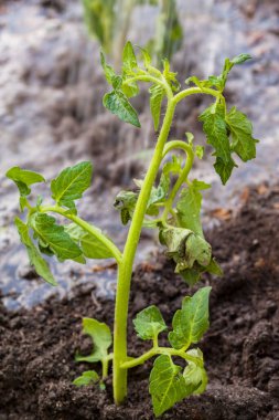 Bahçedeki domates fidanlarını sulamak.