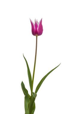 Lilyflowering lagente lale 