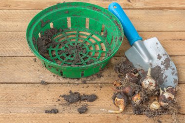 Bitki örtüsü bittikten sonra ampullü laleler, ahşap arka planda kürek.
