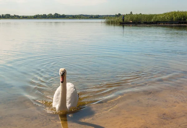 White Swan Background Angler Lake Svitiaz Sunny Summer Day — Stock Photo, Image