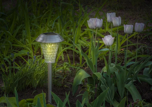 Garden lamp solar powered near a group of tulips \
