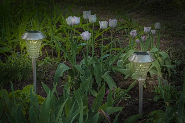 Гаряча Лампа Сонячних Батареях Біля Групи Тюльпанів Ширлі — стокове фото
