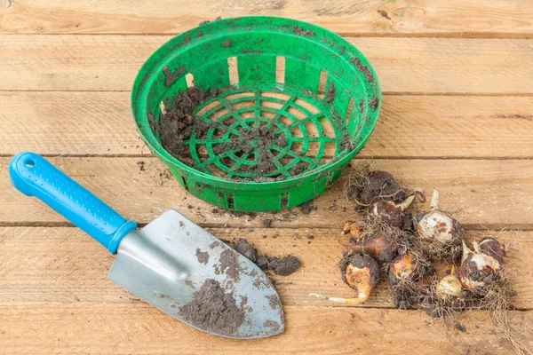 Tulipanes Con Bulbos Después Del Final Vegetación Pala Sobre Fondo — Foto de Stock