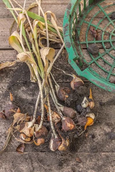 Tulips Bulbs End Vegetation Basket Planting Bulbous Wooden Background — Stock Photo, Image