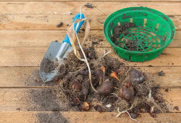 Tulipanes Con Bulbos Después Del Final Vegetación Pala Sobre Fondo — Foto de Stock