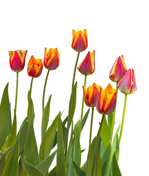 Nine Triumph tulips sort "Kees Nelis" on a bed on a white background isolated — Stock Image Nine Triumph Tulips Sort Kees Nelis Bed White Background Isolated Stock Image