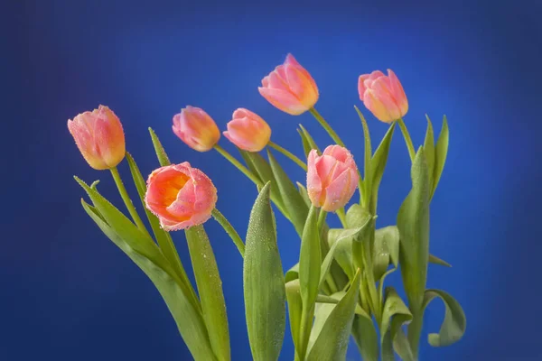 Pink Triumph tulips "Tom Pouce" with water drops on a blue background — Stock Image Pink Triumph Tulips Tom Pouce Water Drops Blue Background Stock Picture