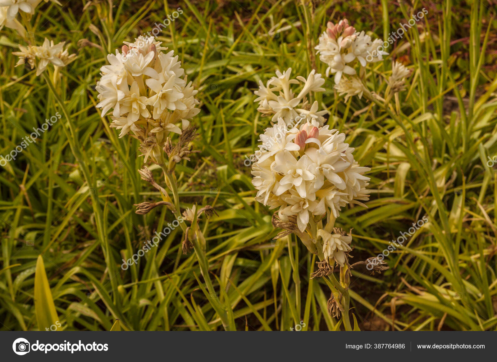 Agave Amica Formerly Polianthes Tuberosa Tuberose Perennial Plant