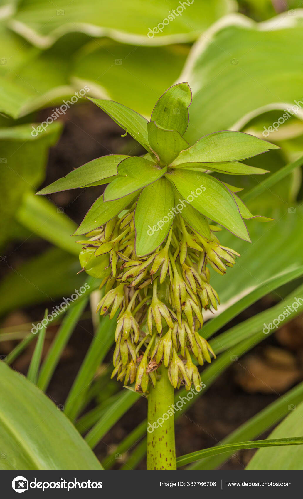 Flower Variegated Pineapple Lily Bicolor Garden Hosts Leaves Stock Photo by ©olesia