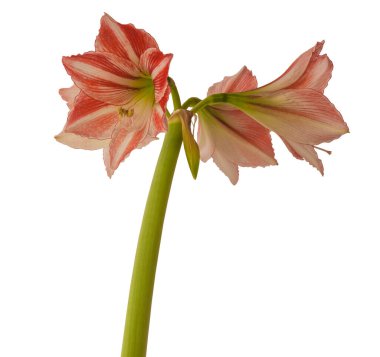 Beyaz arka planda ortaya çıkan Amaryllis (Hippeastrum) elmas grubu 