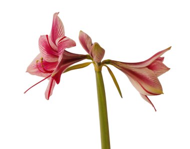 Amaryllis (Hippeastrum) Galaksi Grubu Gervase 'nin beyaz arkaplandaki gelişmekte olan tomurcuğunu kapat.