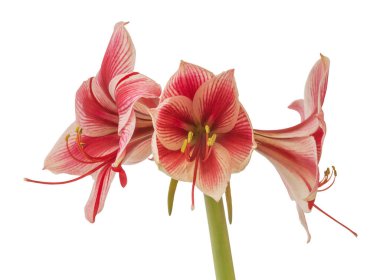 Amaryllis (Hippeastrum) Galaksi Grubu Gervase 'nin beyaz arkaplandaki gelişmekte olan tomurcuğunu kapat.