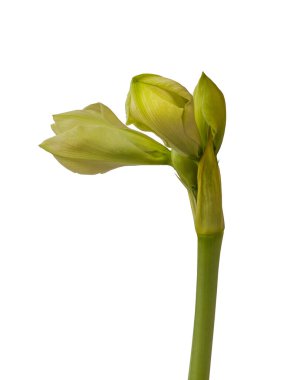 Amaryllis 'in (Hippeastrum) gelişmekte olan tomurcuğuna yakın plan beyaz arka plan izole edilmiş çifte Galaxy Grubu.