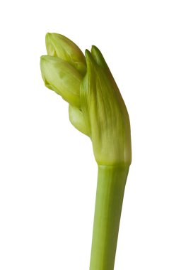 Amaryllis 'in (Hippeastrum) gelişmekte olan tomurcuğuna yakın plan beyaz arka plan izole edilmiş çifte Galaxy Grubu.