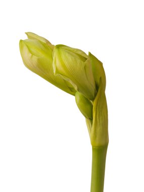 Amaryllis 'in (Hippeastrum) gelişmekte olan tomurcuğuna yakın plan beyaz arka plan izole edilmiş çifte Galaxy Grubu.
