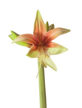Beyaz bir arka planda yeşil çiçek açan bir hippeastrum (amirilis) Örümcek grubu Vahşi Amazon-