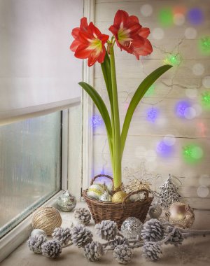 Kış penceresi çiçek açan kırmızı hippeastrum (amomrillis) ve Noel süslemeleri ve çelenklerle süslenmiş..