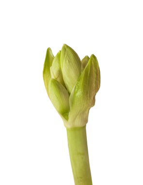 Amaryllis 'in (Hippeastrum) ortaya çıkan tomurcuğuna yakın beyaz arkaplan izole edilmiş Galaksi Grubu.