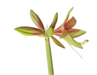 Açan hippeastrum (amaryllis) Örümcek grupları beyaz bir arka planda Vahşi Amazon yetiştiriyor.