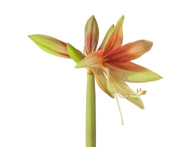 Açan hippeastrum (amaryllis) Örümcek grupları beyaz bir arka planda Vahşi Amazon yetiştiriyor.