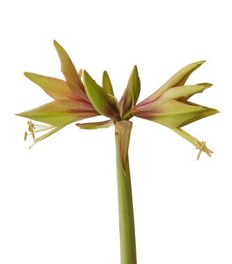 Beyaz bir arka planda yeşil çiçek açan bir hippeastrum (amirilis) Örümcek grubu Vahşi Amazon-