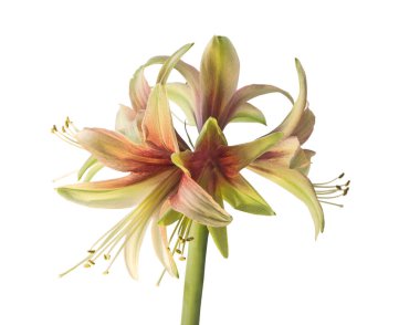 Açan hippeastrum (amaryllis) Örümcek grupları beyaz bir arka planda Vahşi Amazon yetiştiriyor.
