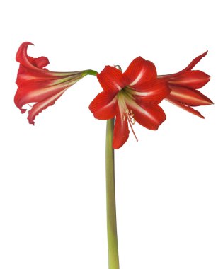Beyaz arka planda Sonatini Amaryllis Hippeastrum 