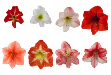 Beyaz bir zemin üzerinde bulunan bir dizi hippeastrum (amaryllis) çiçeği. Düz yatıyordu