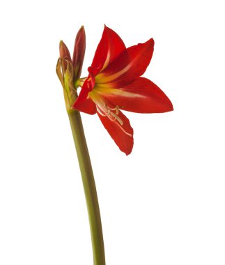 Beyaz arka planda Sonatini Amaryllis Hippeastrum 