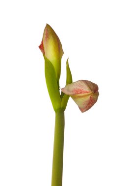 Çiçek açan Amaryllis Hippeastrum Galaksi Grubu 