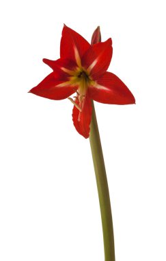 Beyaz arkaplanda çiçek açan Amaryllis Hippeastrum 