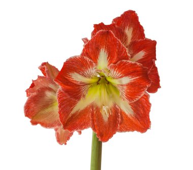 Beyaz arka planda ortaya çıkan Amaryllis Hippeastrum 