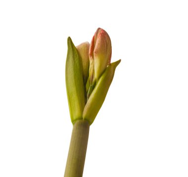 Beyaz arkaplan üzerindeki Amaryllis Hippeastrum Galaksi Grubu 