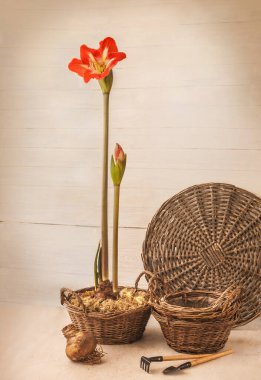 Bloom Amaryllis Hippeastrum 