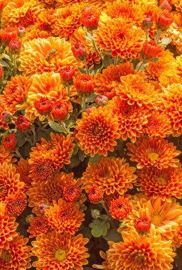 Kasımpatı x Koreanum, eş anlamlı Kasımpatı x hortum Bailey Kasımpatı bahçesi 