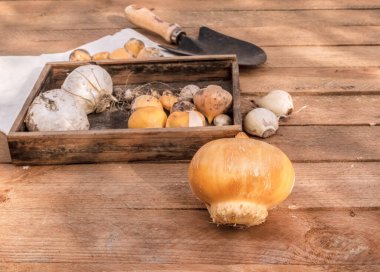 Dekoratif italyumun farklı türleri ve bahçe küreği dikmeden önce bir masa üstü görünümü üzerinde