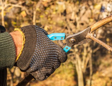 Bahçıvanın erkek elleri taç budama makinesi olur.