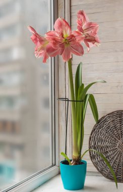 Pembe Hippeastrum Çift Galaksi Grubu 