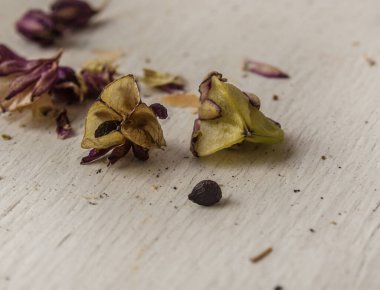 Eukomis tohumları ve Eukomis tohum kutuları sonbaharda masada.