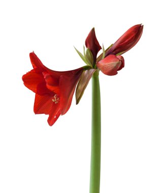 Beyaz zemin üzerinde kırmızı Hippeastrum (Galaxy Grp) 'Kırmızı Aslan' şubesi izole