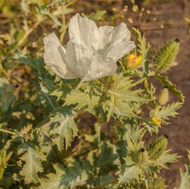 İbikli dikenli gelincik ya da bir bahçede çiçek açan Argemone ornitorenkleri