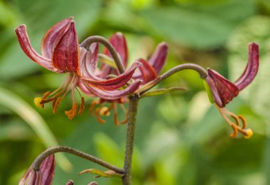 Martagon ya da Türk zambağı, Lilium Martagon 'Claude Shride bahçedeki bulanık arka planda