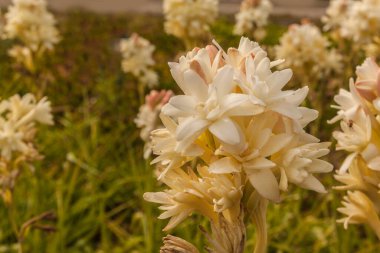 Agave amica, eski adıyla Polianthes tuberosa (tüberoz), Asparagaceae familyasından Agavoideae alt familyasından bir bitki türü..