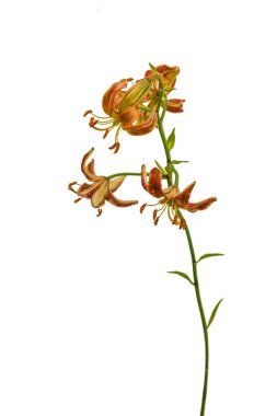 Martagon ya da Türk zambağı, Lilium Martagon 'un' Kızıl Sabah 'ı beyaz arka planda izole edilmiş.
